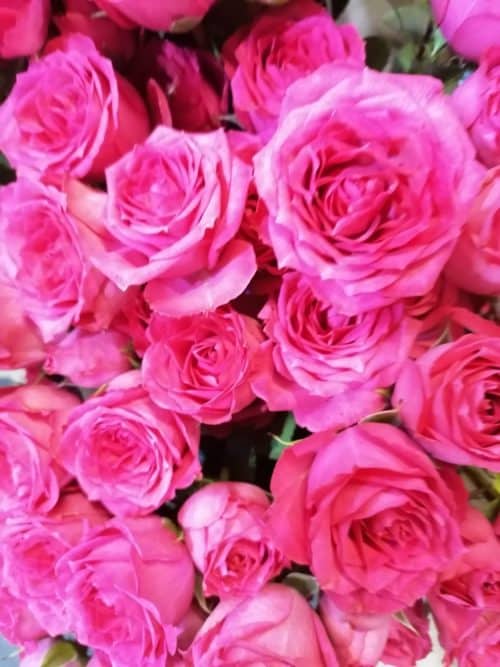 Bouquet de roses couleur
