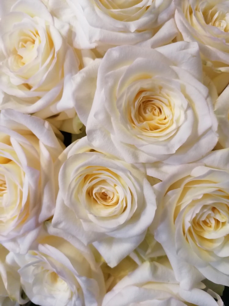 Bouquet de roses blanches - Chaumont, Les Fleurs - Artisan fleuriste,  fleuriste à Bordeaux