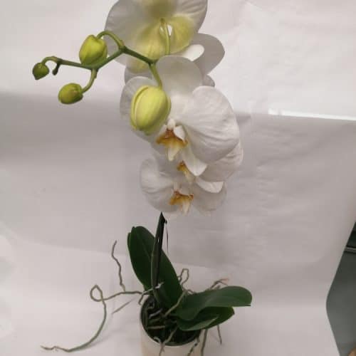 Orchidées blanche