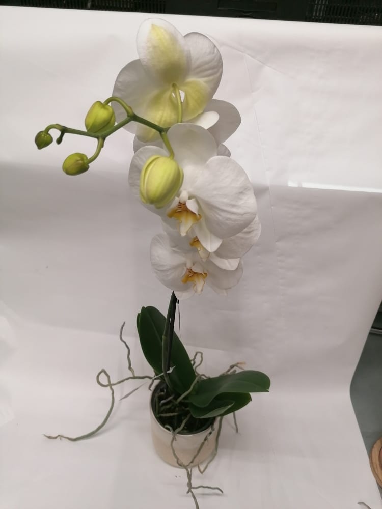 Orchidée en pot, Livraison à Bordeaux