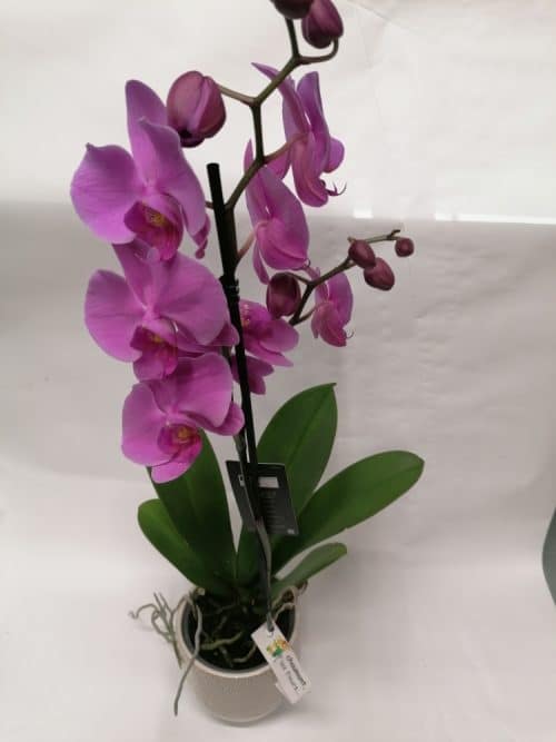 Orchidée rose parme